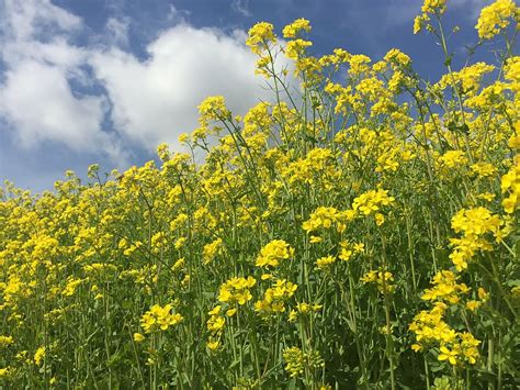 Hd Wallpaper Flax Yellow Nature Oilseed Rape Agriculture Canola