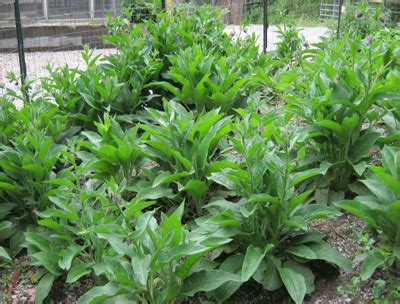 Plant database entry for russian comfrey (symphytum x uplandicum 'bocking 14') with 22 images, one comment, and 25 data details. Russian Comfrey: Bocking 14. Living roots. Organic.