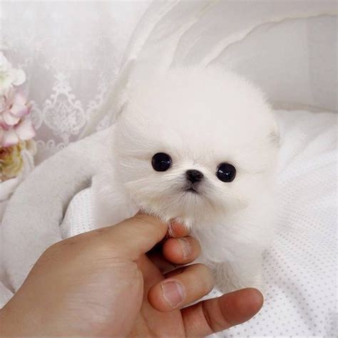 Teacup pomeranian puppies are one of the most extroverted, intelligent, and playful breeds you will ever meet. Perla White Micro Pomeranian | Tiny Teacup Pups