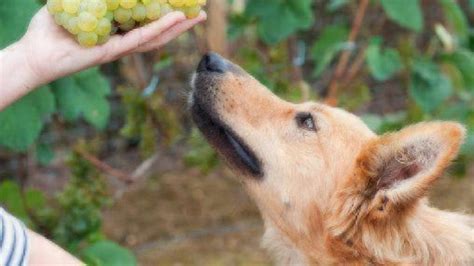 Add grapes next to chocolate on the list of foods dogs can't have. Can Dogs Eat Grapes and Raisins? | Healthy Paws