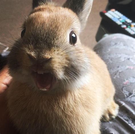 Psbattle This Yawning Rabbit Rphotoshopbattles