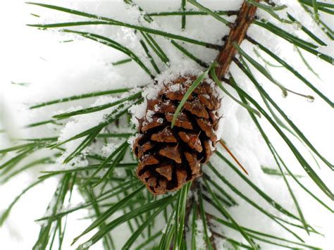 Pine Cone Snow Trees Free Nature Pictures By Forestwander Nature
