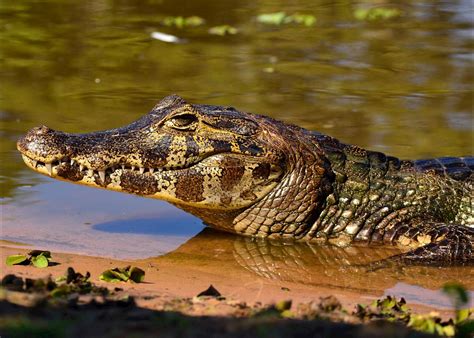 Riverboats ply the waters of this fascinating wilderness. Visit The Pantanal on a trip to Brazil | Audley Travel