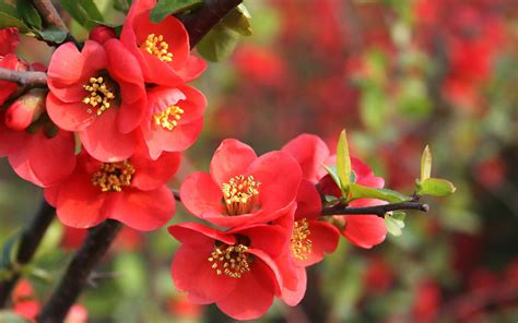 Red Flowers On A Tree Wallpapers And Images Wallpapers