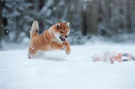 Winter Dogs Snow Dog Animal Akita Hd Wallpaper Peakpx