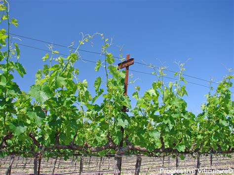 Vertical Shoot Positioned Trellis Systems In Warm Regions Lodi Growers