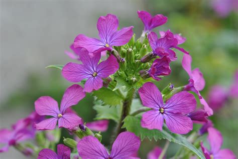 Lunaria Annua Les Jardins De Malorie