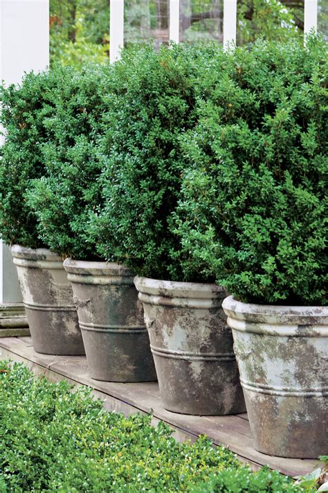 Boxwoods Perfect For Pots Boxwood Landscaping Outdoor Planters