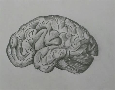 Brain Drawing Drawings Brain Drawing Art Drawings