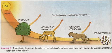 Elabore Um Esquema Da Cadeia Alimentar Descrita