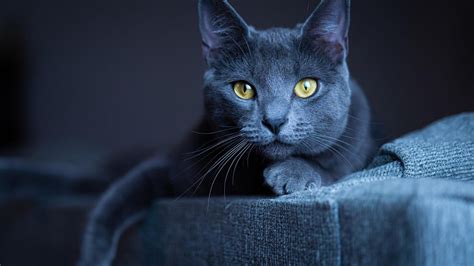 Yellow Eyes Dark Grey Cat With Stare Look Cat Hd Desktop Wallpaper