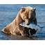 Bear Catching Fish 8 X 10 GLOSSY Photo Picture IMAGE 7  EBay