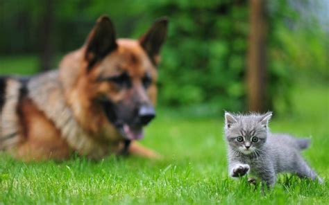 Cat And Dog Wallpapers Backgrounds