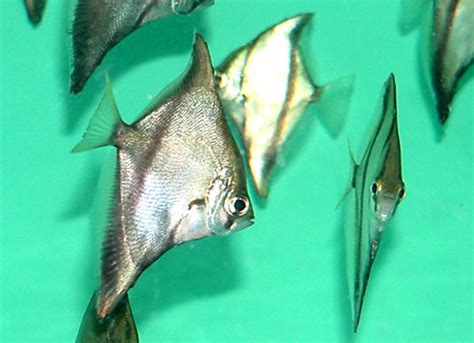 Аквариумные рыбки Монодактилус серебряный