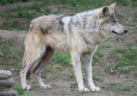 Animal Adventurer Surge In The Killings Of Mexican Wolves