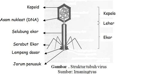 Gambar Struktur Virus Dan Fungsinya Blog Spots