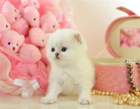 Pictures Of Cute Fuzzy Kittens Lovetoknow