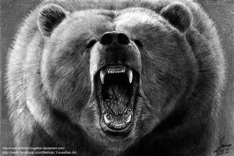 Angry Grizzly Bear Drawing