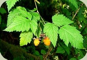 We provide commonly available flowers that you can easily find. Wild Edible Plants: Benefits, Hazards, and Major Groups