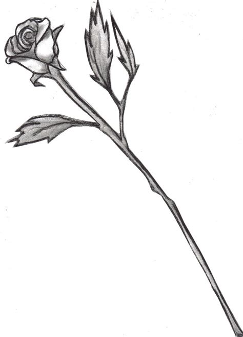 Single Rose Drawing Free Download On Clipartmag
