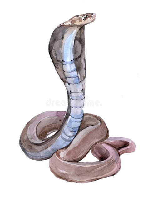 Watercolor Cobra Snake Isolated Stock Illustration Illustration Of