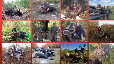 Maine Moose Lotteryoutfitter Tagzones 1245814