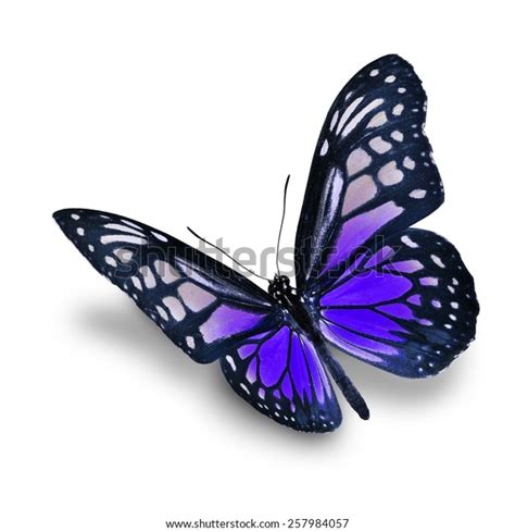 Beautiful Purple Butterfly Flying Isolated On Stock Photo 257984057