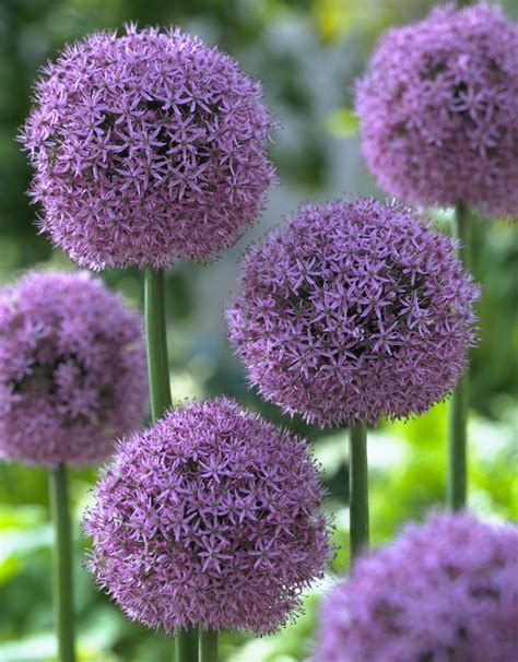 Purple Balls Of Allium Flower Bulb Crazy