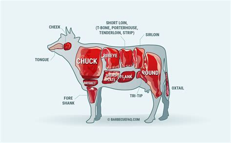 primal cuts of beef how the cow is divided up