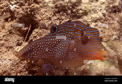 Pearl Toby Canthigaster Margaritata A Dwarf Puffer Fish Stock Photo