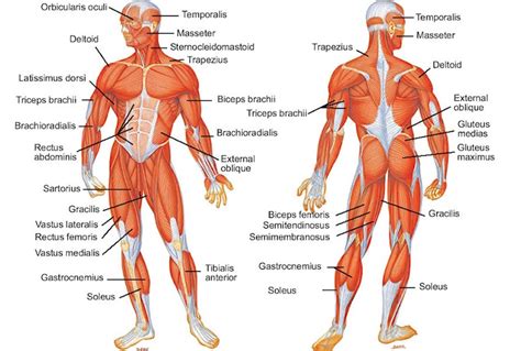 Maybe you would like to learn more about one of these? How to prevent cramps in surfing