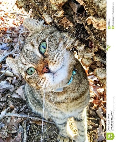 Lynx is the name given to four wild cats from the felidae family. Highland Lynx Cat Cute Expression Stock Image - Image of ...