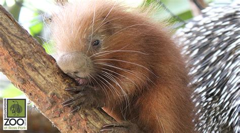 Binghamton Zoo Celebrates Arrival Of New Porcupine Zooborns