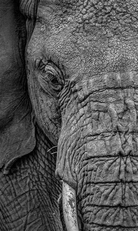 An Elephant With Tusks Standing In Front Of The Camera Black And White
