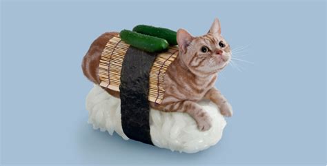 Bad cat food versus good cat food: Sushi Cats Make The Internet Explode - Sick Chirpse