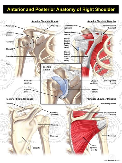 Specifically, the four rotator cuff muscles include the following Anterior and Posterior Anatomy of the Right Shoulder