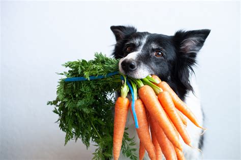 Jakie Warzywa Może Jeść Pies Jak Urozmaicić Dietę Psa Butchers