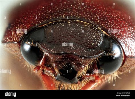 June Beetle Close Up Phyllophaga Sp Stock Photo Alamy