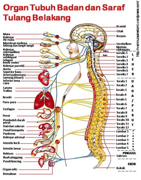 Sistem saraf echinodermata dikenal dengan saraf plexus, echinodermata tidak mempunyai otak dan hanya mempunyai cincin saraf pusat (ring nerves) echinodermata merupakan hewan invertebrata yang memperlihatkan ciri tubuhnya yang mempunyai duri, bentuk tubuhnya bervariasi namun dapat. PHYSICS: SUMSUM TULANG BELAKANG