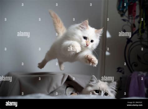 Cute Cream Silver Tabby Point Ragdoll Kitten Jumping Flying In The Air