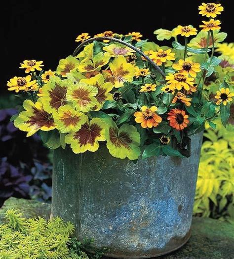 Fuchsias come in a variety of sizes, from small bedding plants to instead, plant bacopa with something that wilts easily when dry, like coleus. Top Annual Plant Pairings | Annual plants, Plants, Garden ...