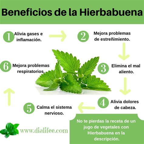 Conoce Los Beneficios De La Hierbabuena Healthy Nutrition Facts Hot Sex Picture