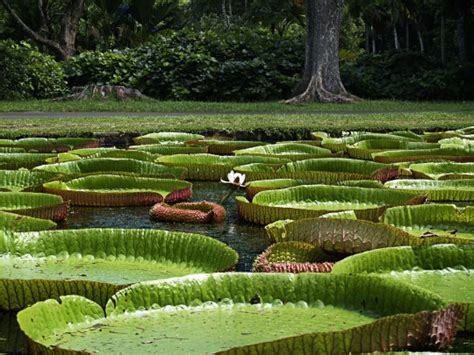 Check spelling or type a new query. Sehenswuerdigkeiten: Seychellen: Botanischer Garten der ...