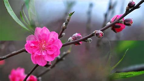 + là một loài hoa đẹp, hoa đào là biểu tượng của mùa xuân. Hoa Đào, Hoa Mai Đẹp Ngày Xuân Tết - YouTube