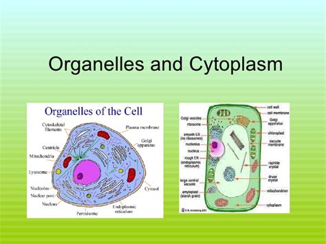 Organelles are internal structures in cell's that perform specific functions. Organelles and cytoplasm pp