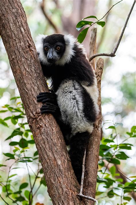 Black And White Ruffed Lemur Lemur Island Madagascar