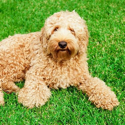 Labradoodle Dog Breed Facts And Information