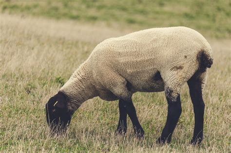 Grazing Sheep Free Stock Photo Public Domain Pictures