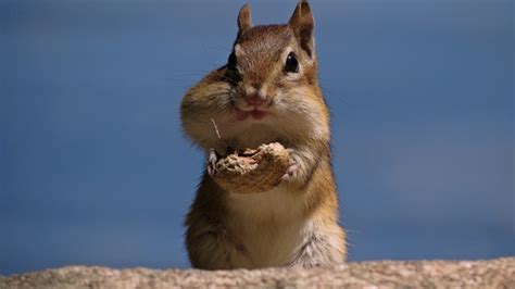 Stock Photo Cute Siberian Chipmunk Eating Nuts Free Download