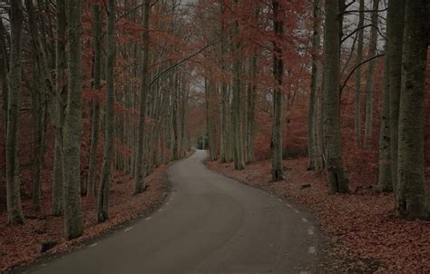 Wallpaper Road Autumn Forest Trees Nature Foliage Sweden Robert